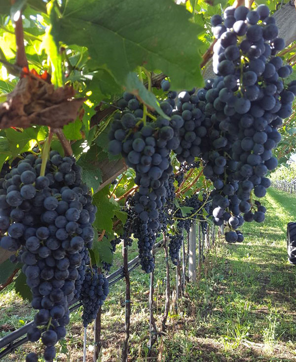 I vigneti